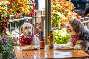 pet friendly restaurants