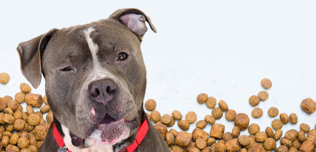 Best Dog Food for Pitbull Puppies